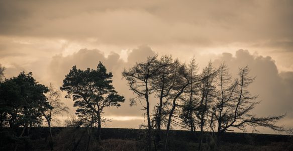Lyme Park – Trees