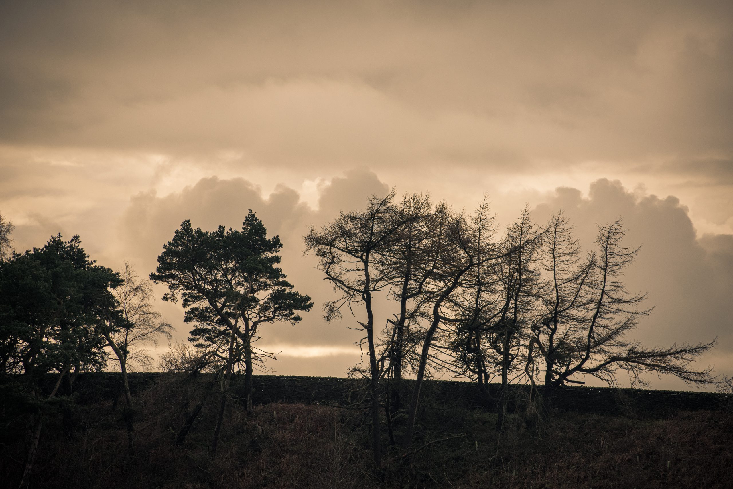 Lyme Park – Trees